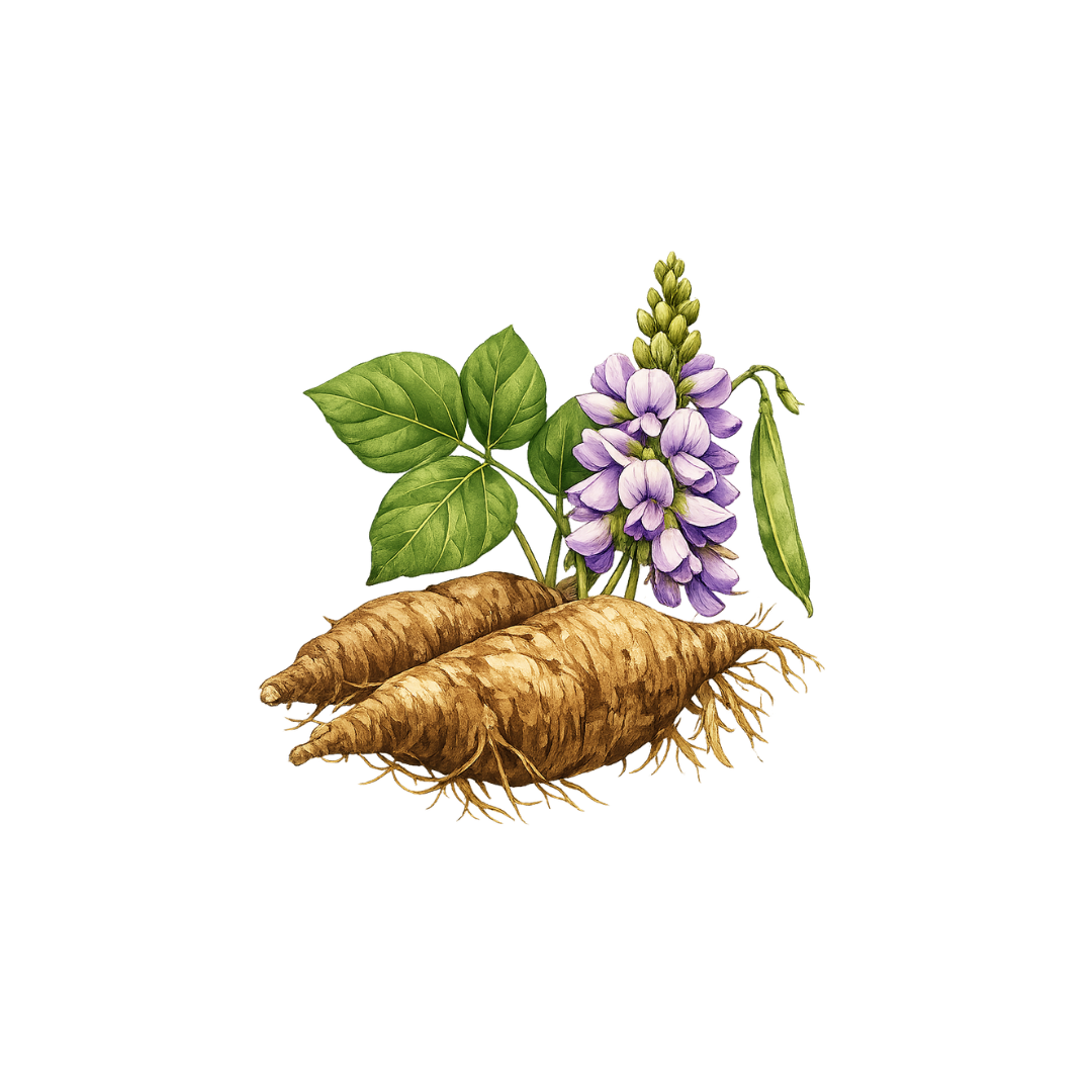 Pueraria Mirifica EXTRA